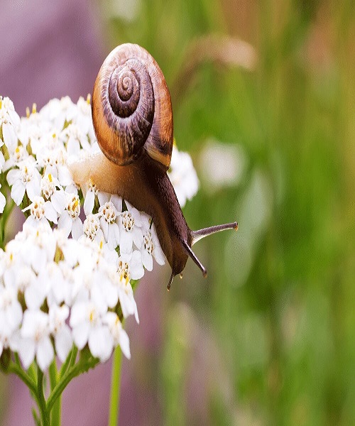 Get Rid of Snails and Slugs