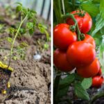 Get the Best Tomatoes Ever By Putting These 9 Items In Your Tomato Planting Hole