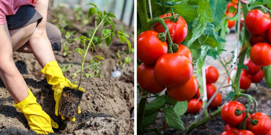 Get the Best Tomatoes Ever By Putting These 9 Items In Your Tomato Planting Hole