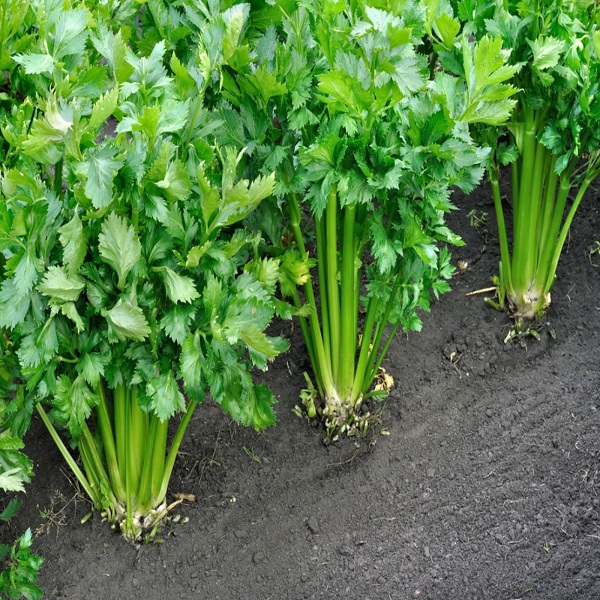 Growing Celery