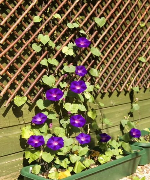 Growing Morning Glories in Pots