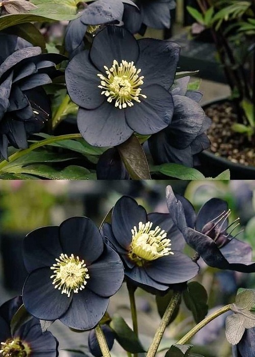 Helleborus Orientalis Black