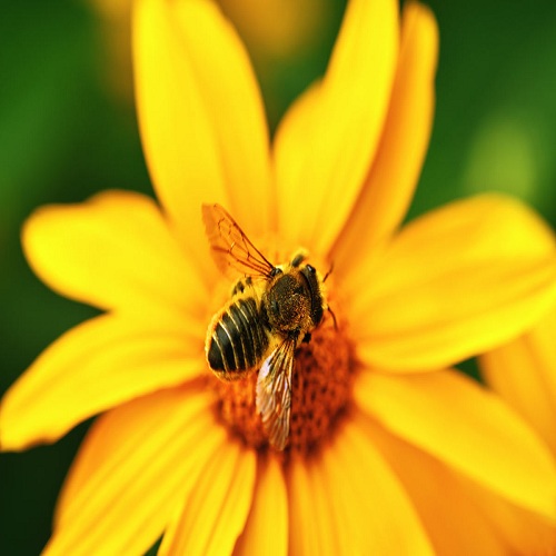 Help Pollinators in Your Neighborhood