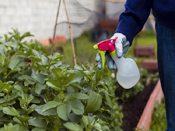 Here Are 10 Gardening Uses of White Vinegar That You've Never Thought Of