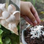 Home Made Miracle Grow – Calcium Rich Soil Amendment in 2-Minutes for Plants