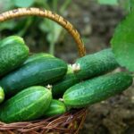 How To Grow Your Best Crop Of Cucumbers Ever! 3 Simple Keys To Success