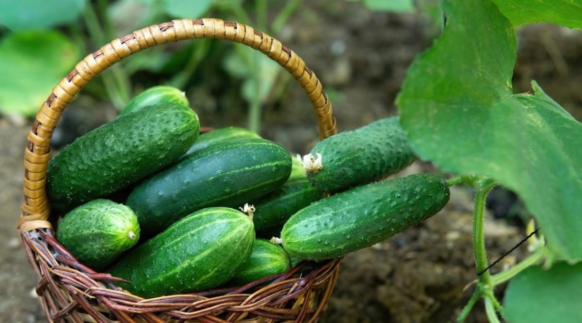 How To Grow Your Best Crop Of Cucumbers Ever! 3 Simple Keys To Success