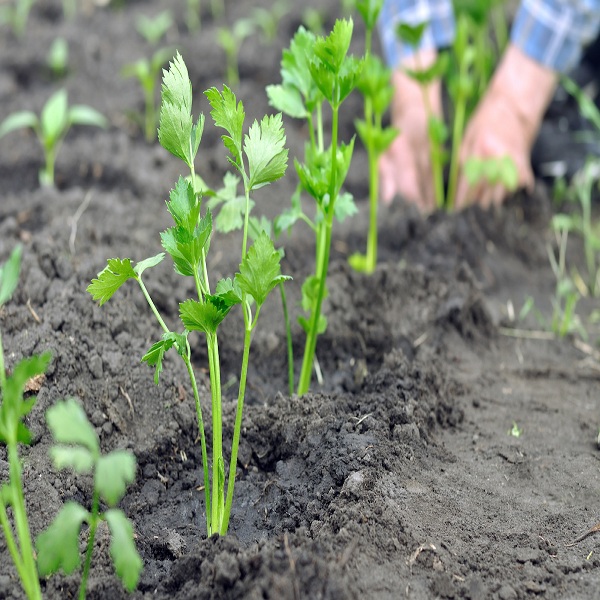 How To Plant Celery