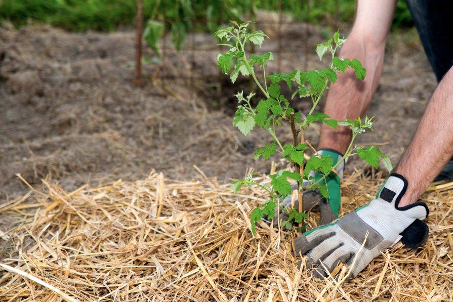 How to Choose The Best Mulch For Walking Rows