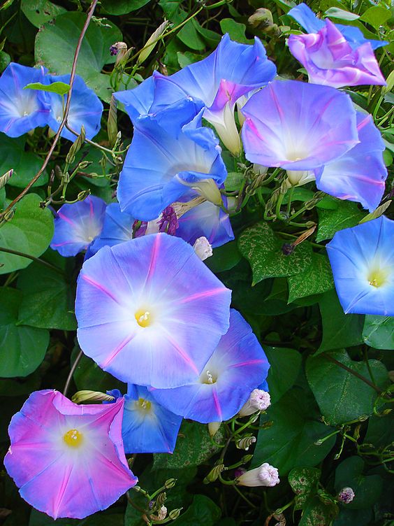 How to Grow Morning Glory