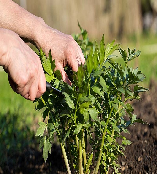 How to Harvest Lovage