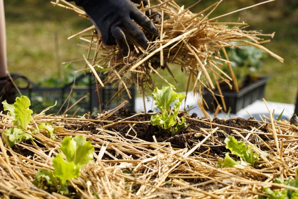 How to mulch to stop weeds