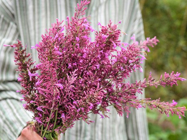 Hummingbird Mint