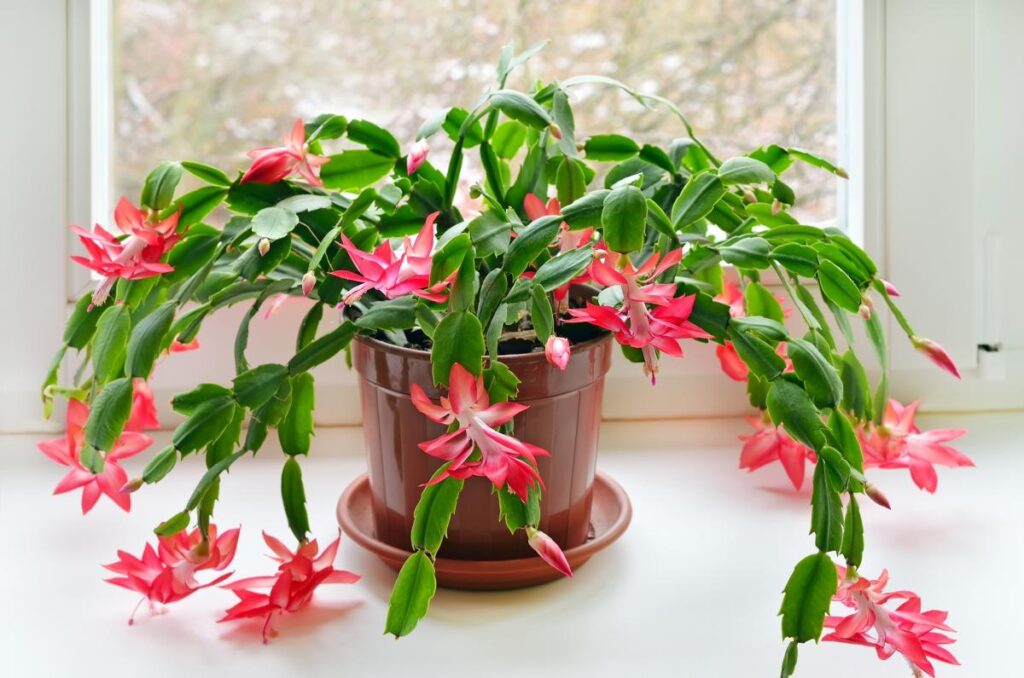 Is It Necessary to Prune Your Christmas Cactus?