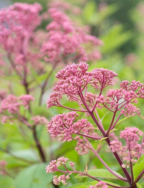 Joe-Pye Weed (Eupatorium purpureum)