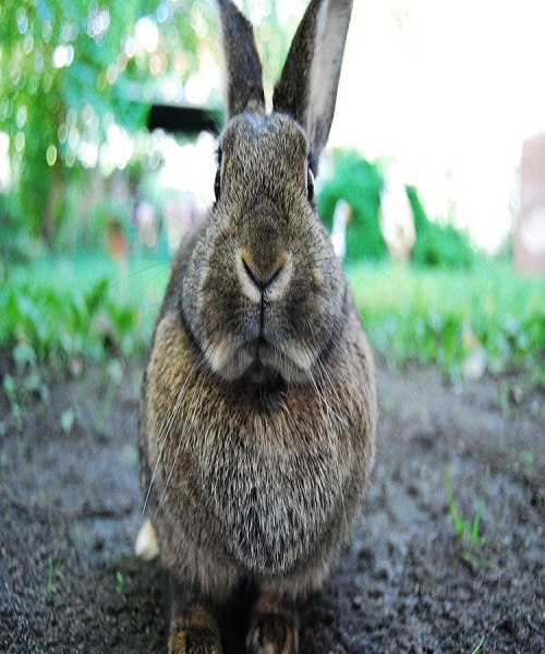 Keep Rabbits Out of Your Garden