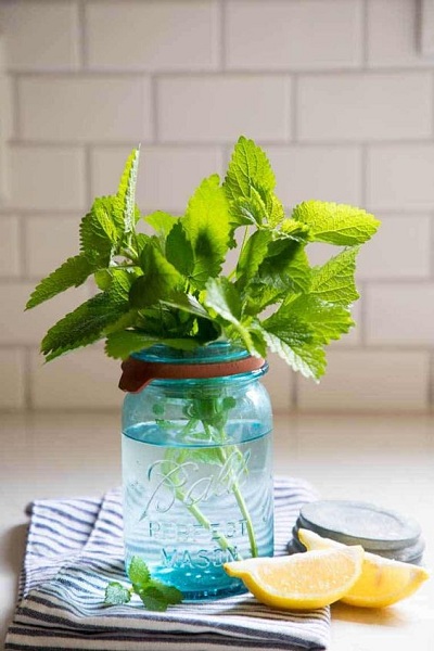 Lemon Balm