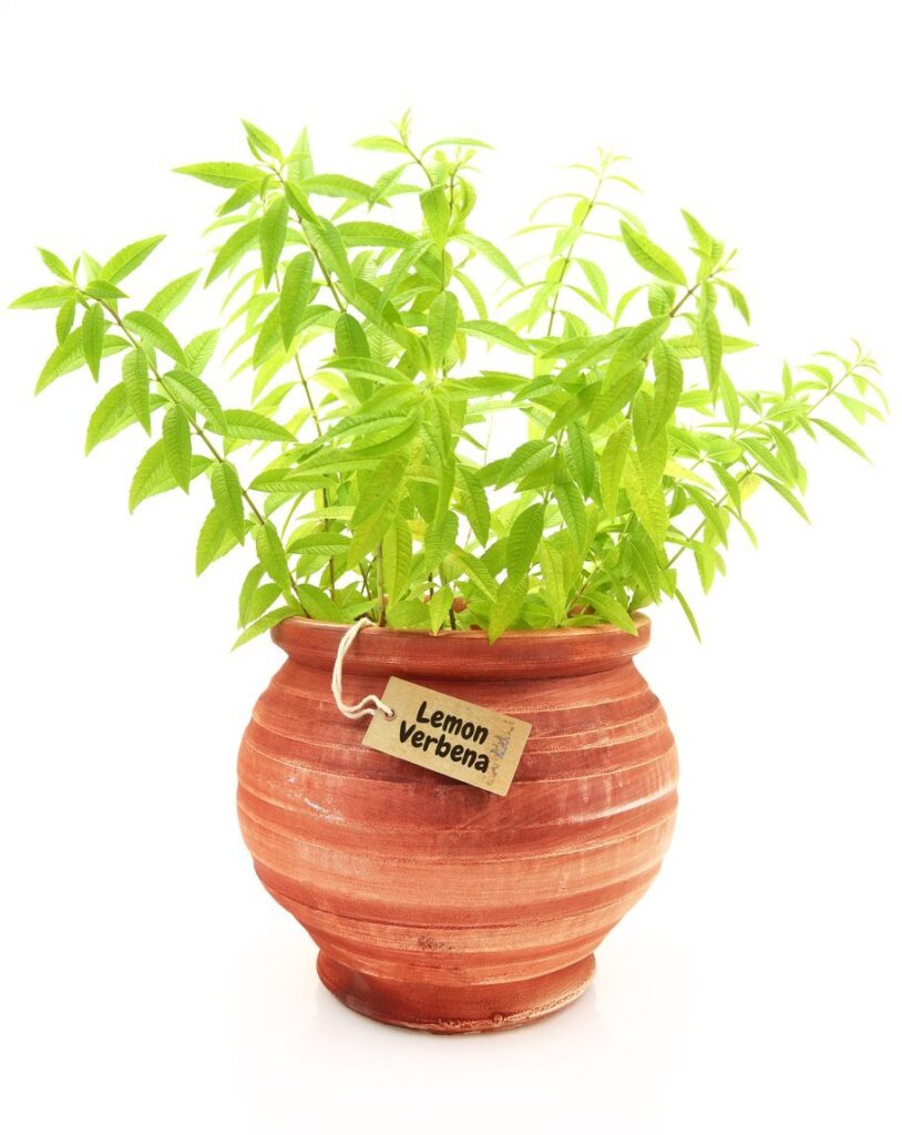 Lemon Verbena