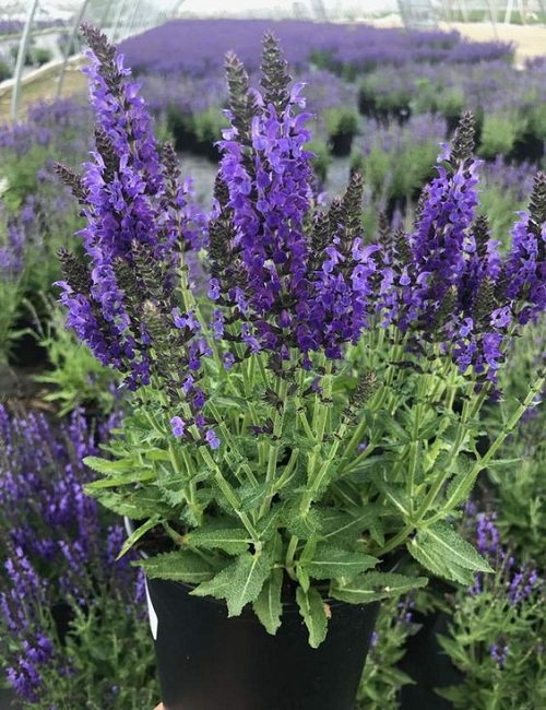 Marcus Meadow Sage (Salvia Marcus)