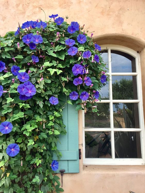 Morning Glory flower