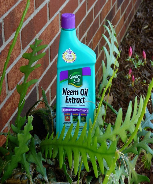 Make Use of Neem Oil