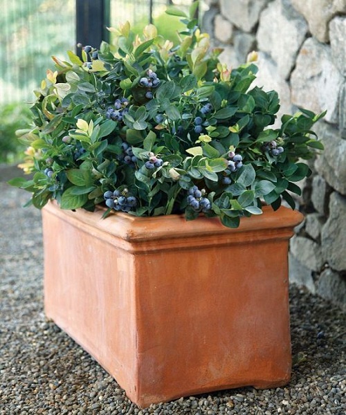 Choosing Container Blueberry Cultivars