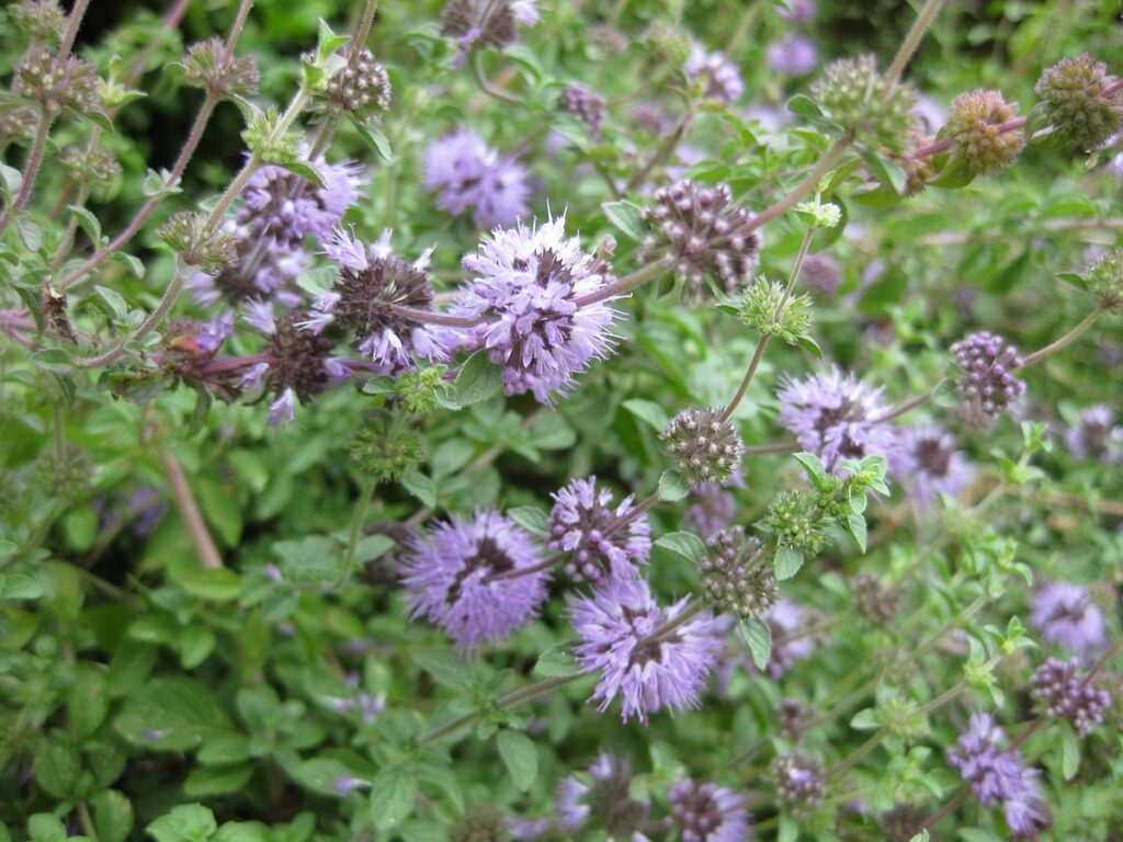 Pennyroyal