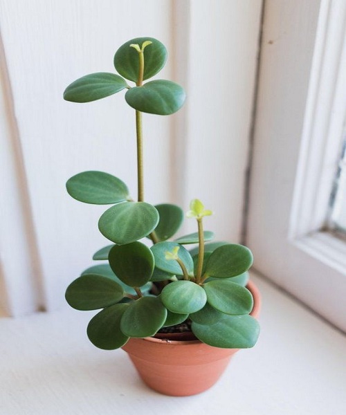 Peperomia obtusifolia