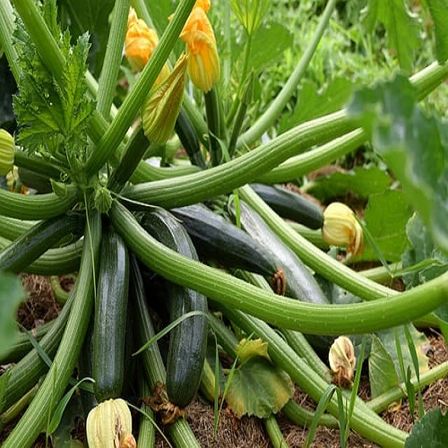 Prune Your Zucchini Plants