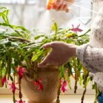 Pruning Your Christmas Cactus When and How to Do It Right