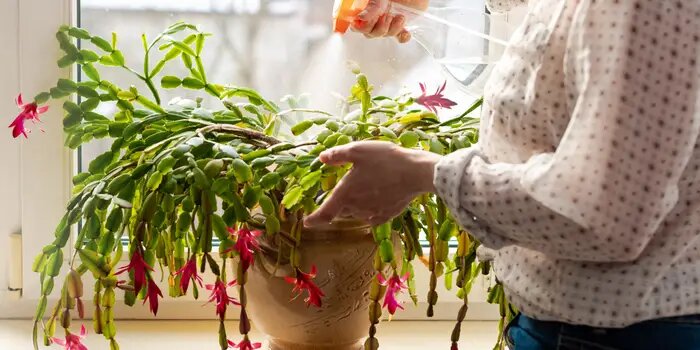 Pruning Your Christmas Cactus When and How to Do It Right