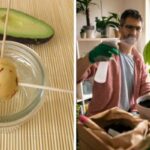 Quit Purchasing Avocados and Grow Your Own Avocado Tree in a Small Pot at Home