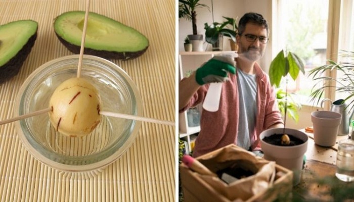 Quit Purchasing Avocados and Grow Your Own Avocado Tree in a Small Pot at Home