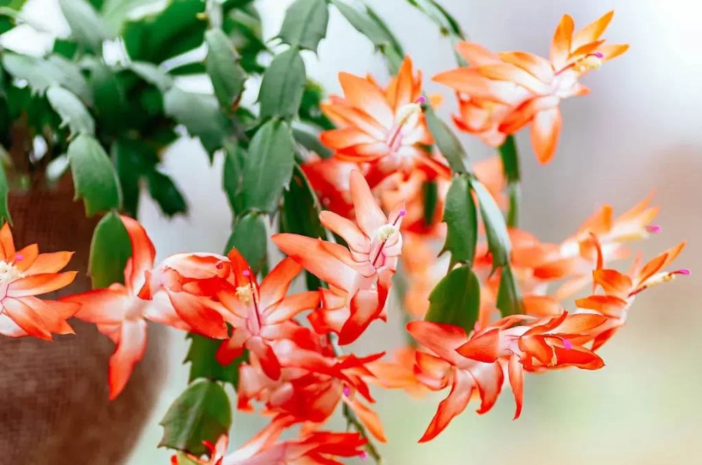 Reasons to Prune Your Big Gorgeous Christmas Cactus