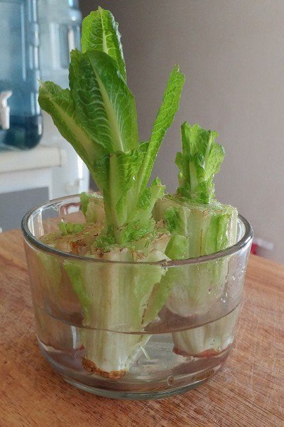 Romaine Lettuce