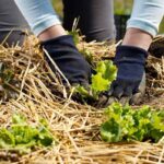 Say Goodbye to Garden Weeds With Mulch – Permanent Elimination