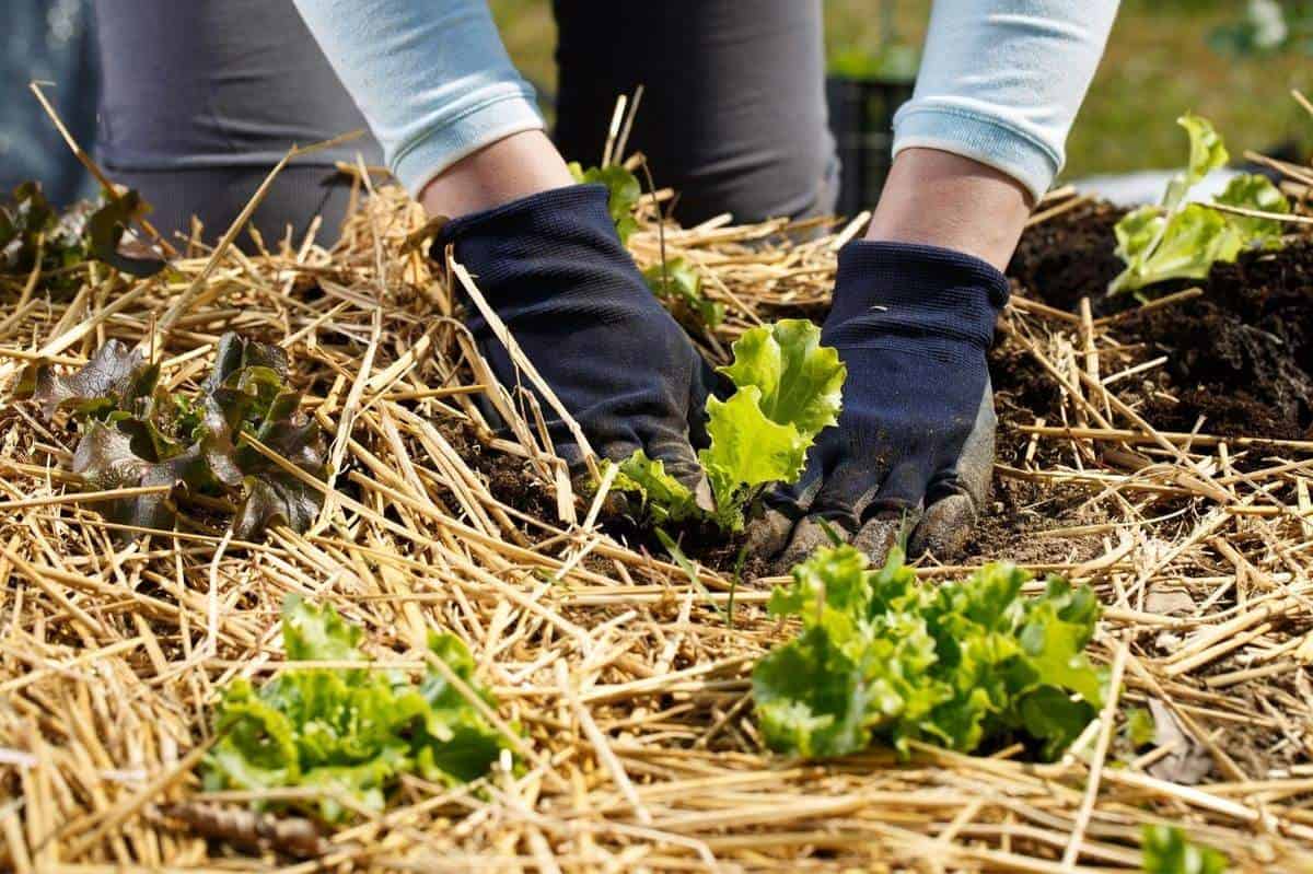 Say Goodbye to Garden Weeds With Mulch – Permanent Elimination