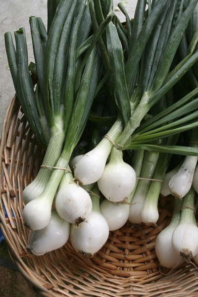 Spring Onions