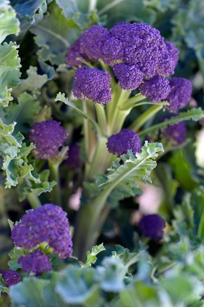 Sprouting Broccoli