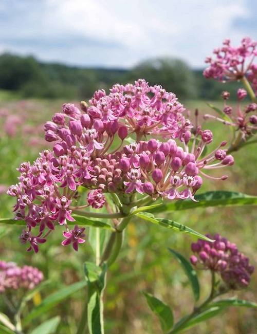 Swamp Milkweed (Asclepias incarnate)