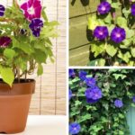 The Best Ways to Grow Morning Glories in Pots