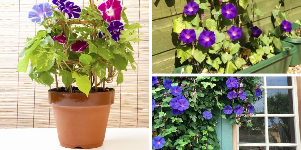 The Best Ways to Grow Morning Glories in Pots