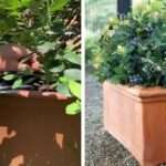 The Ultimate Guide to Potting Blueberries