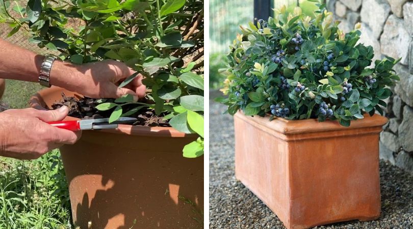 The Ultimate Guide to Potting Blueberries