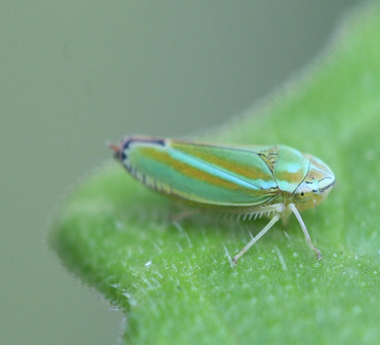 The leafhopper