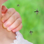 Top 12 Mosquito Repellent Herbs - To keep your home and garden free of these pesky insects