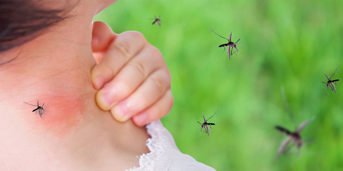 Top 12 Mosquito Repellent Herbs - To keep your home and garden free of these pesky insects