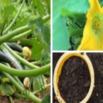 Top 6 Zucchini Growing Tips for the Perfect Harvest Ever This Summer