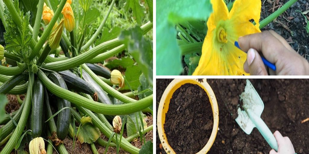 Top 6 Zucchini Growing Tips for the Perfect Harvest Ever This Summer