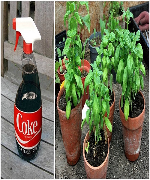 Use a Coca-Cola solution to spray
